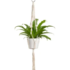 Amppelinnaru Scheurich 103 90 cm beige