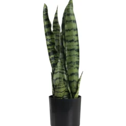Anopinkieli Kotikulta 50 cm