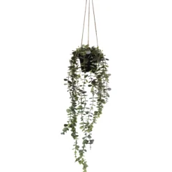 Eukalyptusköynnös Kotikulta 65 cm