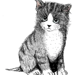 Heijastin Kiilu C Vallila Kitties pentu