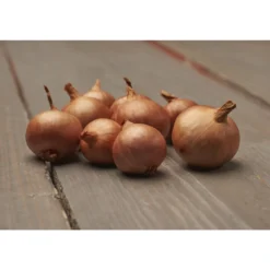 Istukassipuli salottisipuli Red Sun 500 g Golden Selection