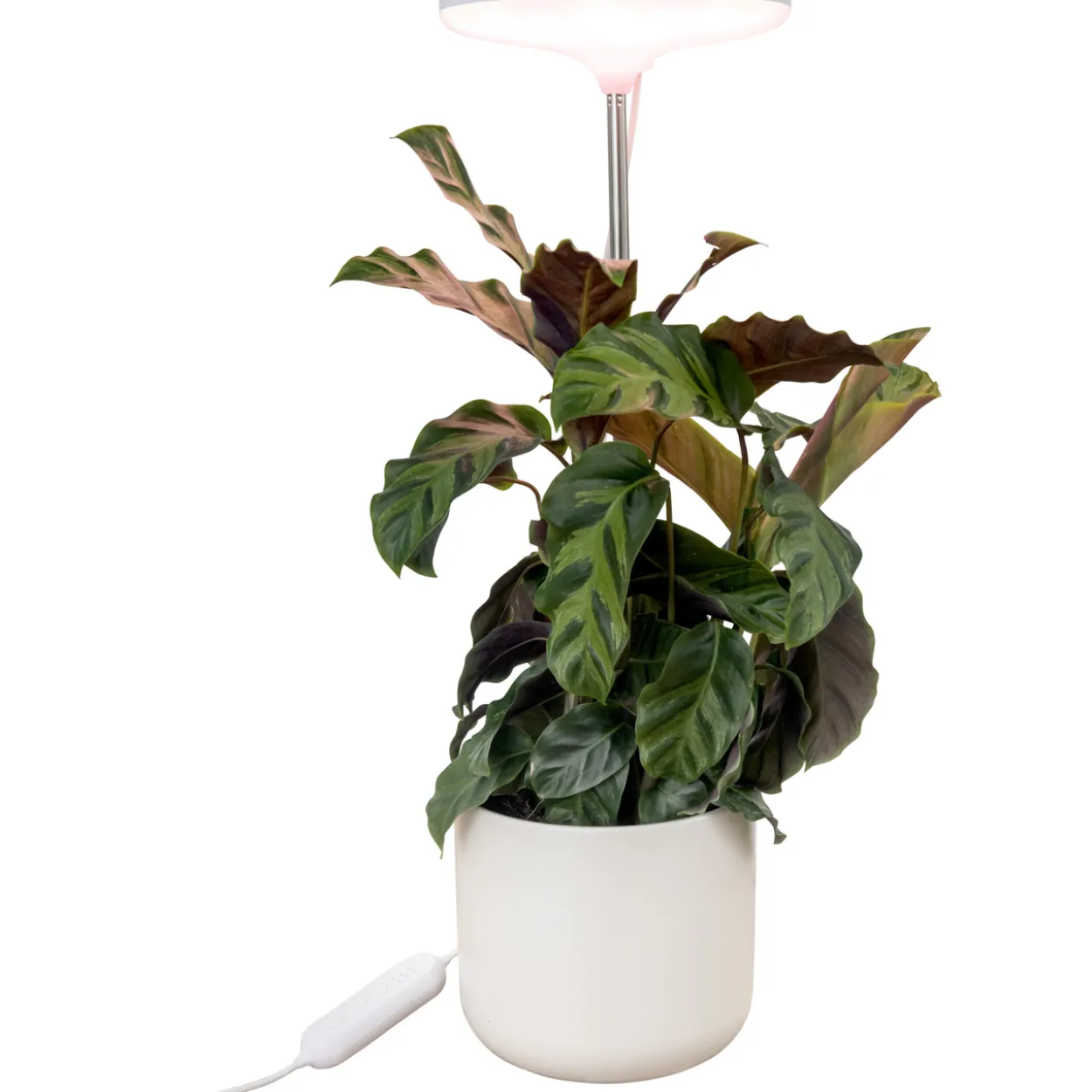 Kasvivalo Airam Ivy 14W/835 650lm