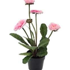 Kaunokainen Kotikulta 30 cm