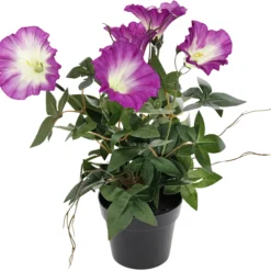 Koristekasvi Kotikulta Päivänsini 30 cm lila