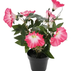 Koristekasvi Kotikulta Päivänsini 30 cm pinkki