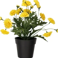 Krysanteemi ruukussa Kotikulta 27 cm keltainen