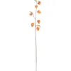 Lyhtykoiso Kotikulta 95 cm