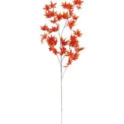 Mongolianvaahtera Kotikulta 98 cm