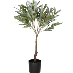 Oliivipuu Kotikulta 75 cm