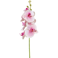 Orkideaoksa Kotikulta 94 cm vaaleanpunainen