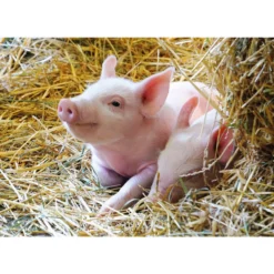 Palapeli Ravensburger 2 x 12 palaa Farm Animals
