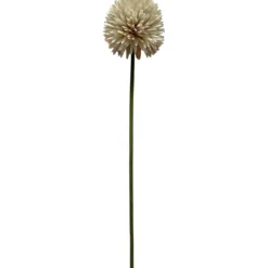 Pallokrysanteemi Kotikulta 62 cm
