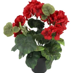 Pelargonia Kotikulta 30 cm ruukussa punainen