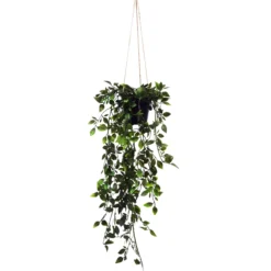 Posliinikukkaköynnös Kotikulta 65 cm