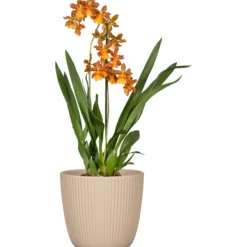 Ruukku Scheurich 842/14 cm beige
