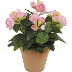 Ruusubegonia Kotikulta 26 cm pinkki