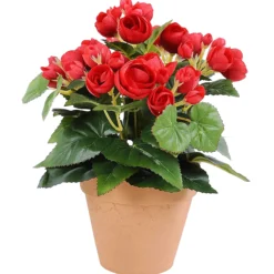 Ruusubegonia Kotikulta 26 cm punainen