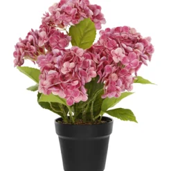 Terassihortensia Kotikulta 42 cm