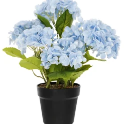 Terassihortensia Kotikulta 42 cm