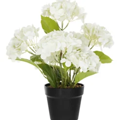 Terassihortensia Kotikulta 42 cm