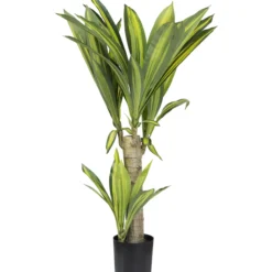 Traakkipuu Kotikulta 80 cm
