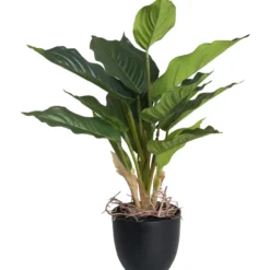 Viirivehka Kotikulta 36 cm ruukussa