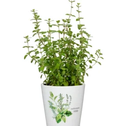 Yrttiruukku Scheurich 778 14 cm mediterranean